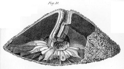 Представитель Семейства Octineonidae
